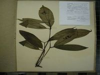 Herbarium sample